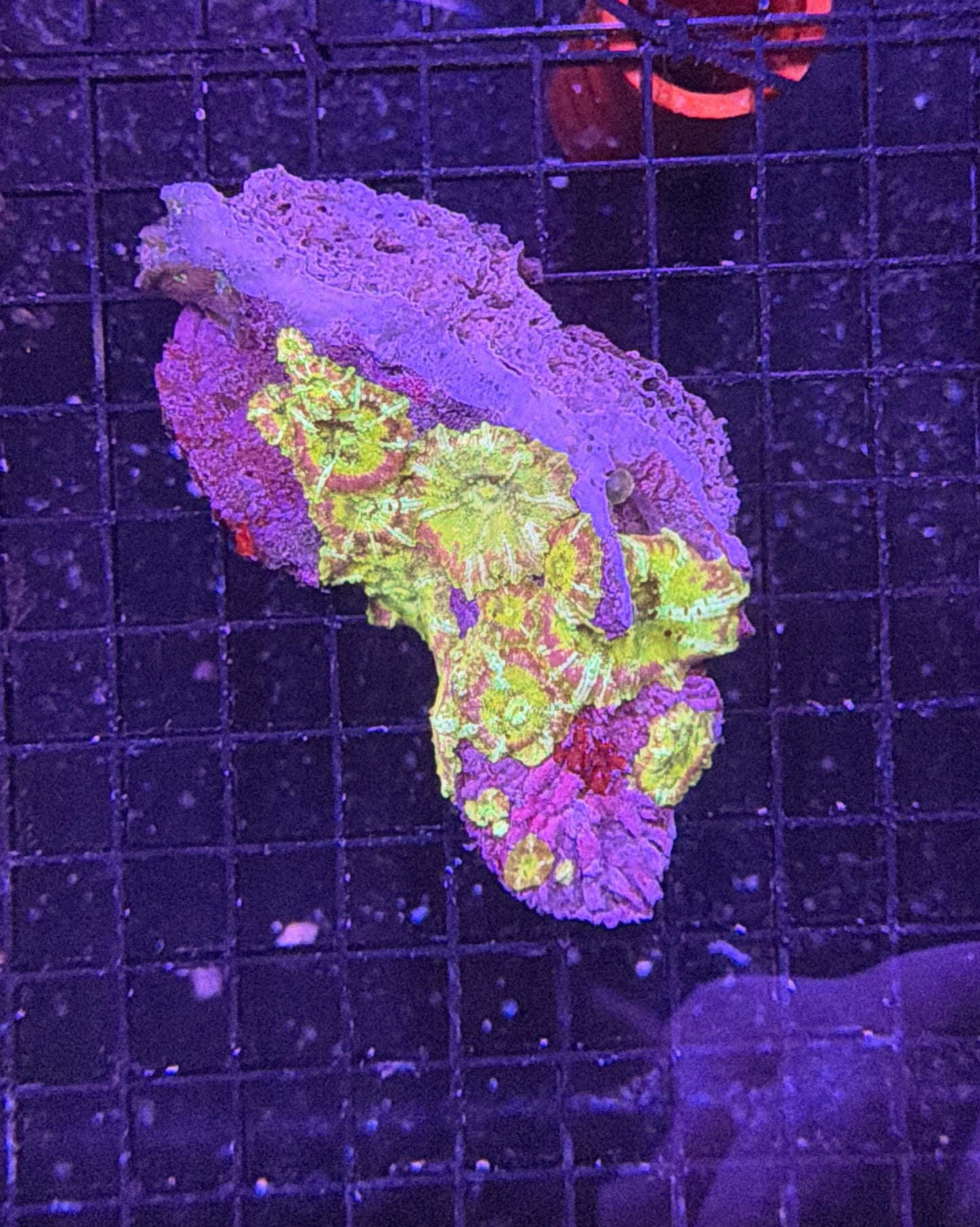 mushroom rock