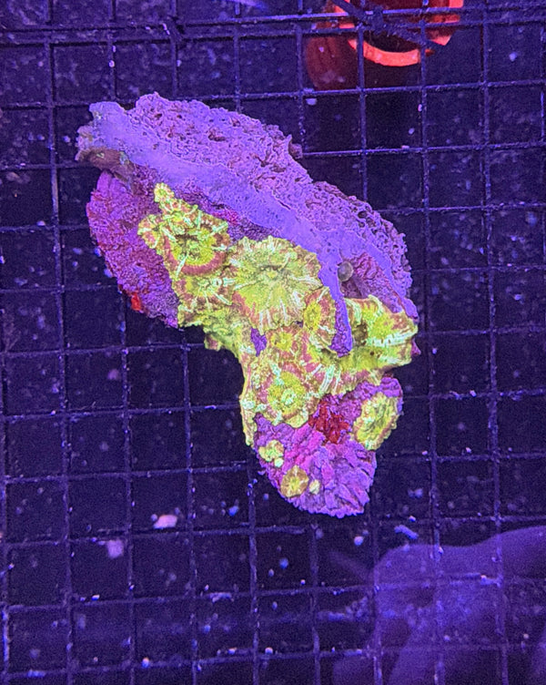 mushroom rock