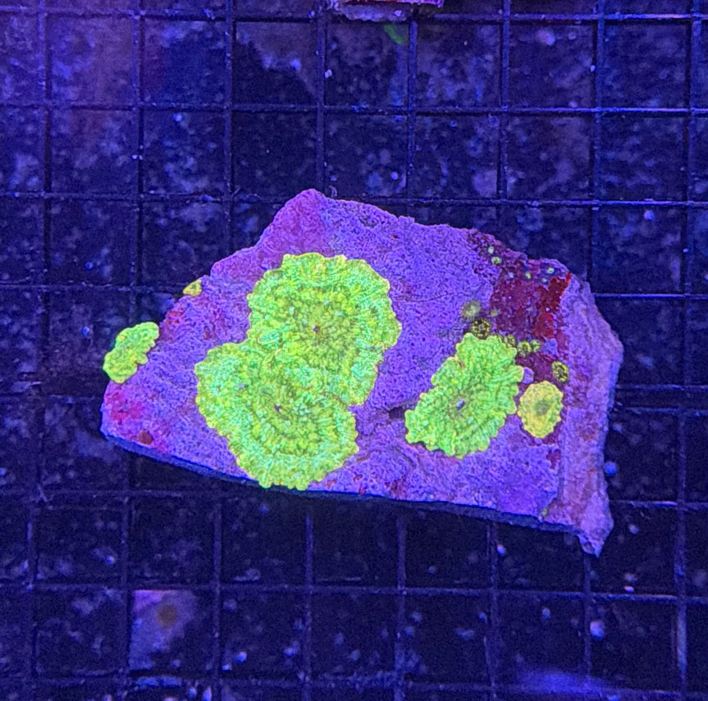 mushroom rock