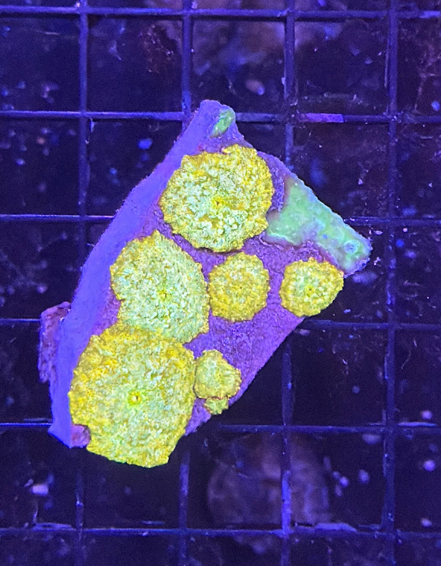 mushroom rock