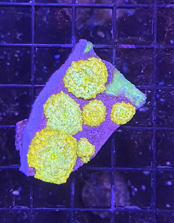 mushroom rock