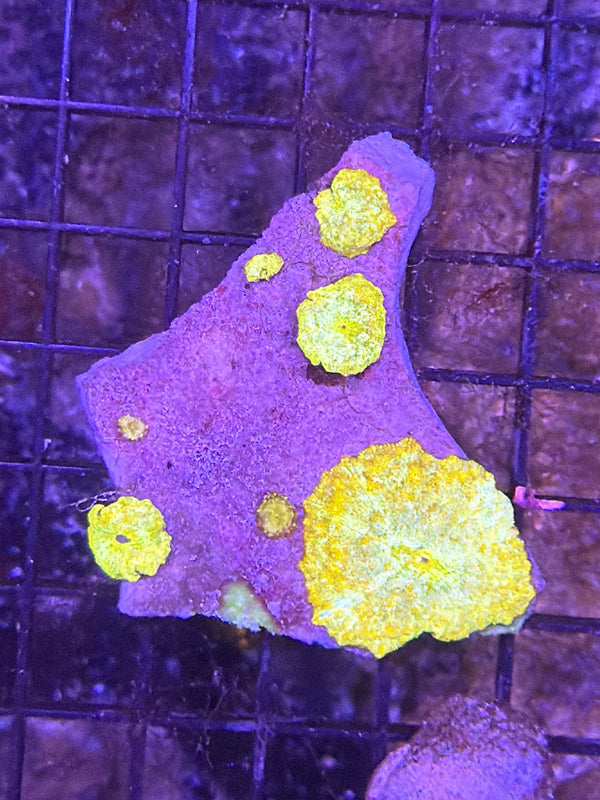 mushroom rock