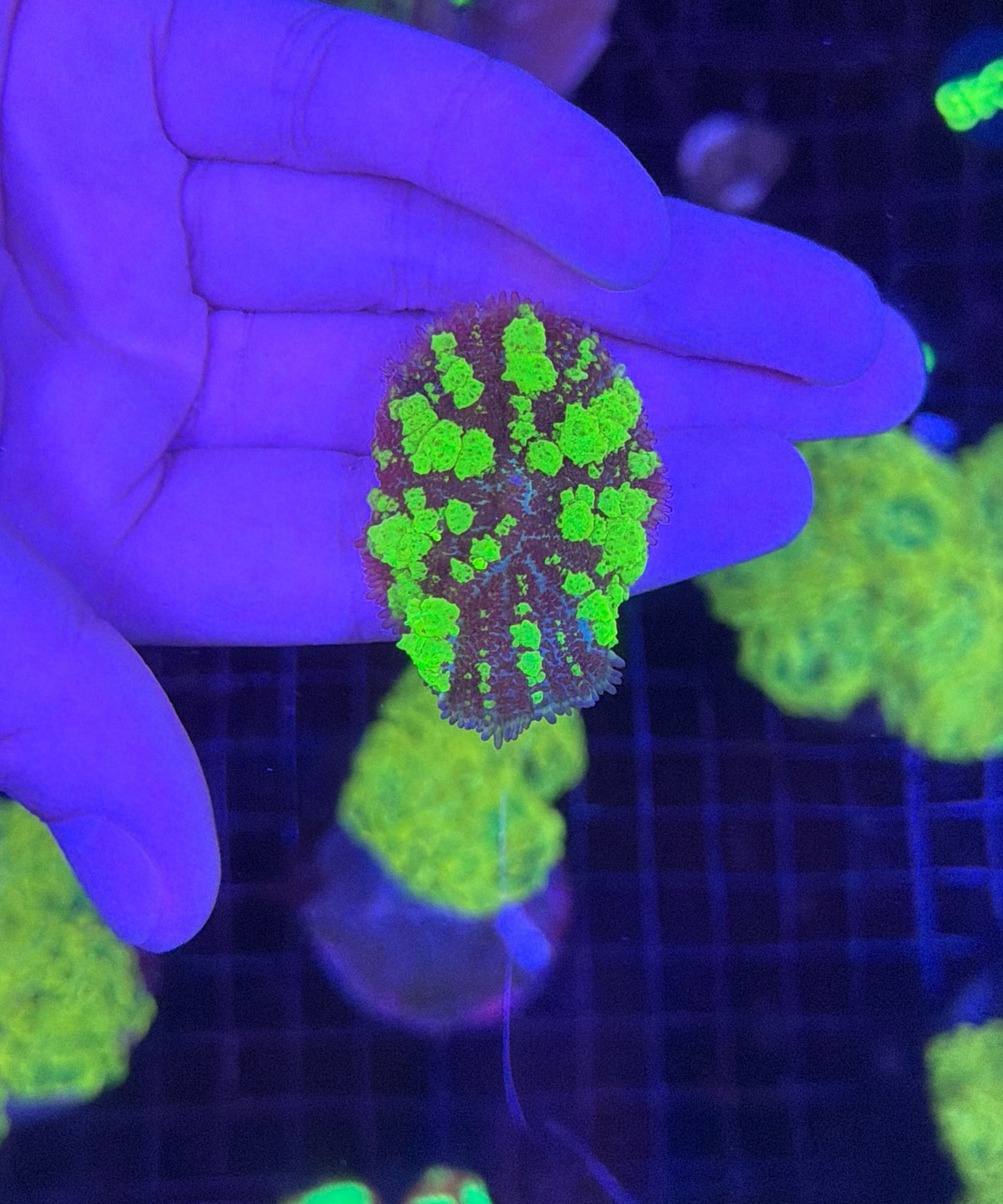 Green Bounce Mushroom