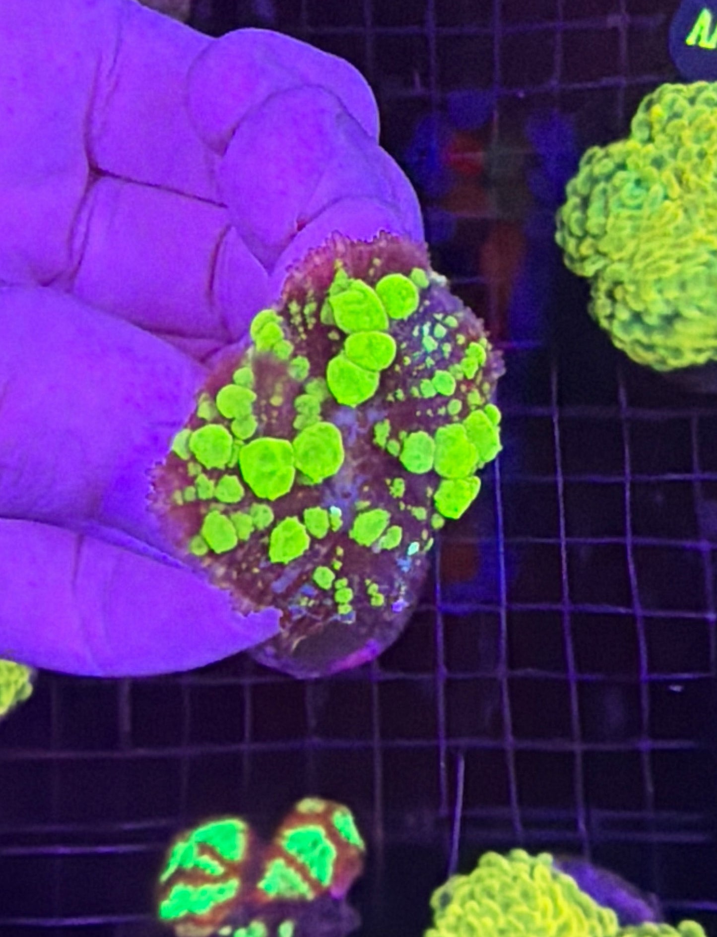 Green Bounce Mushroom