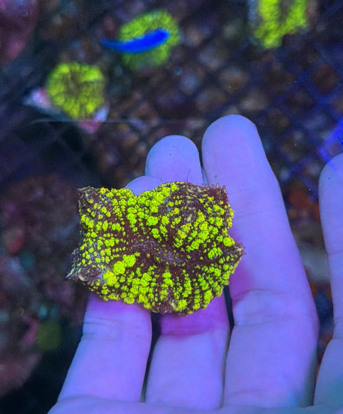 Green bounce mushroom