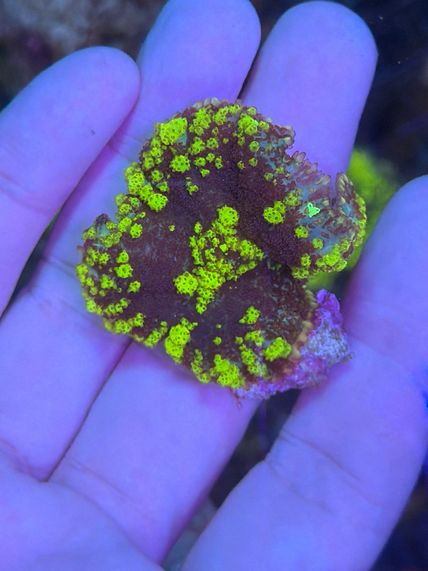 Green bounce mushroom