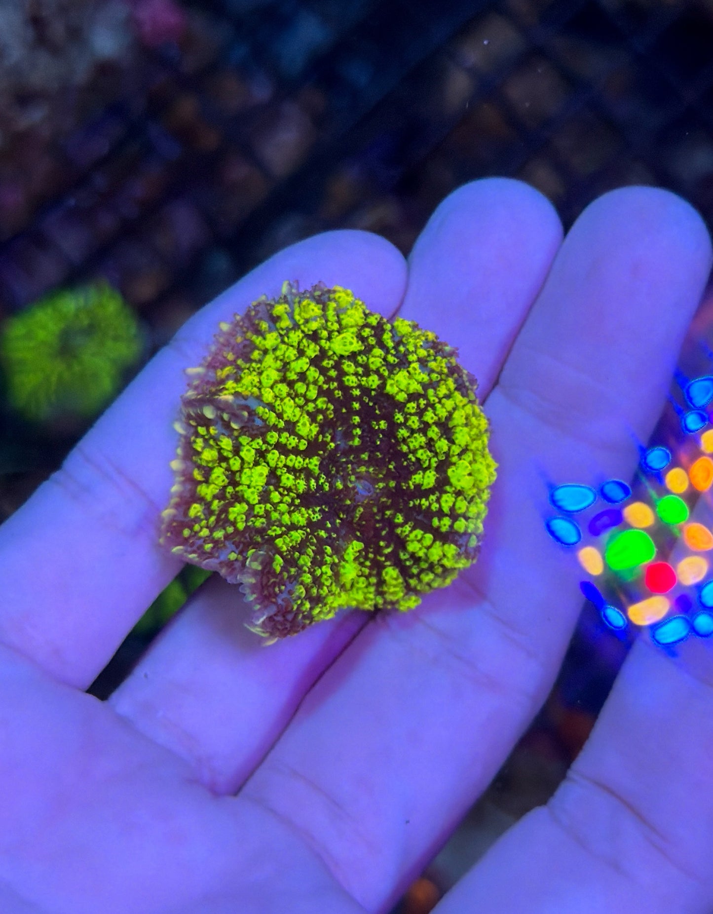 Green bounce mushroom