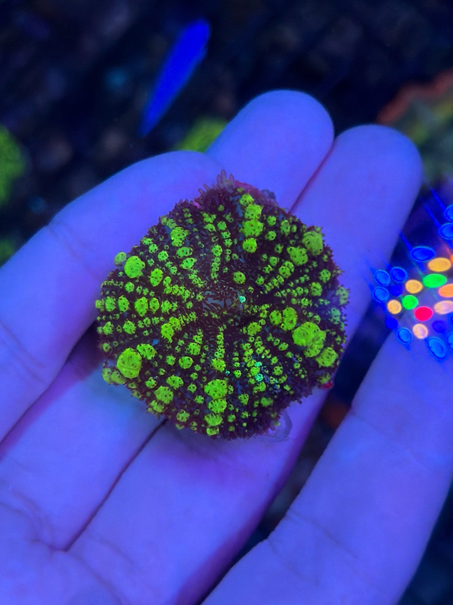 Green Bounce mushroom