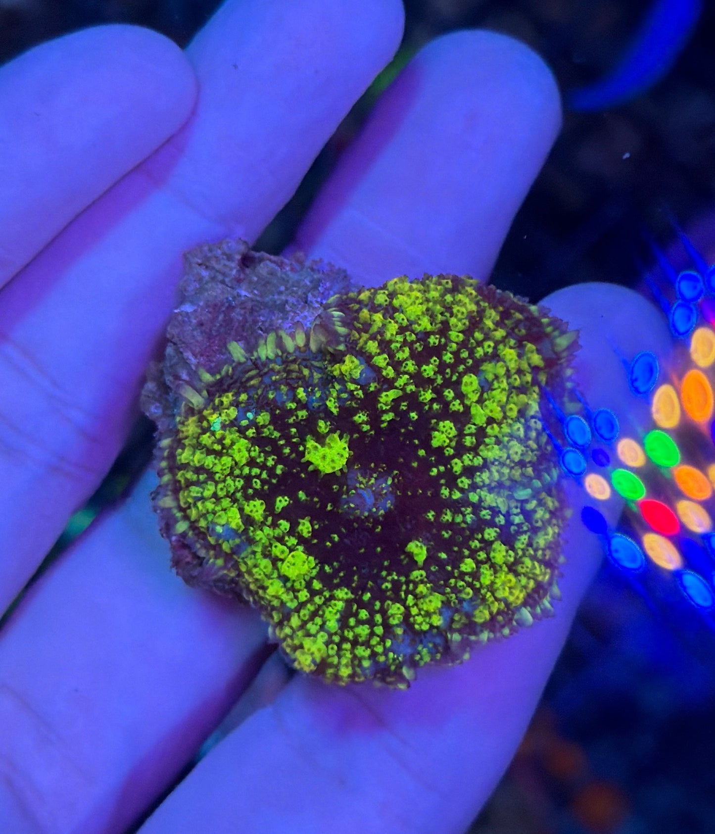 Green Bounce mushroom