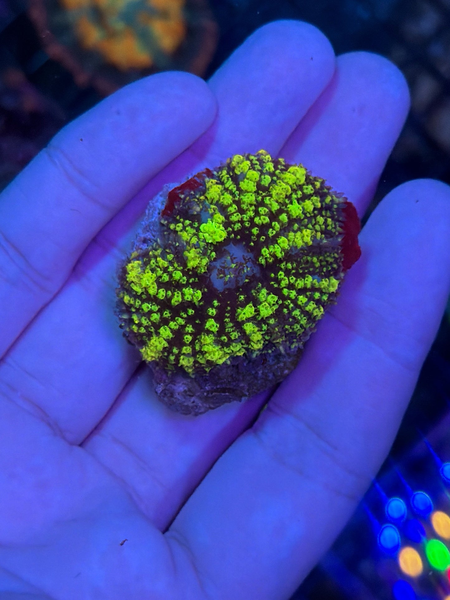 Green Bounce mushroom
