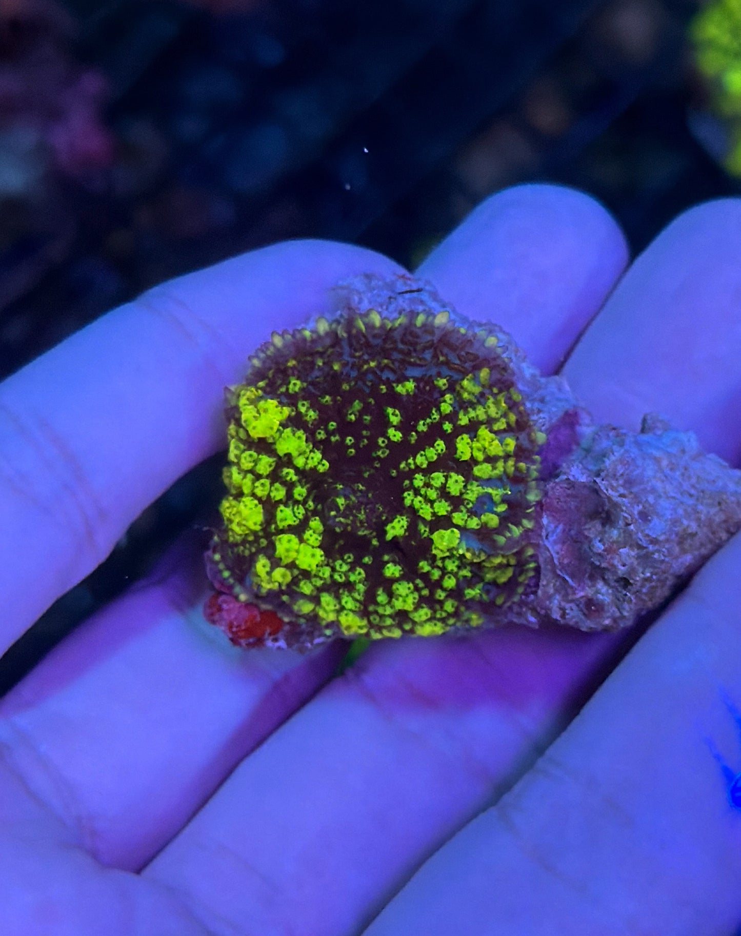 Green Bounce mushroom