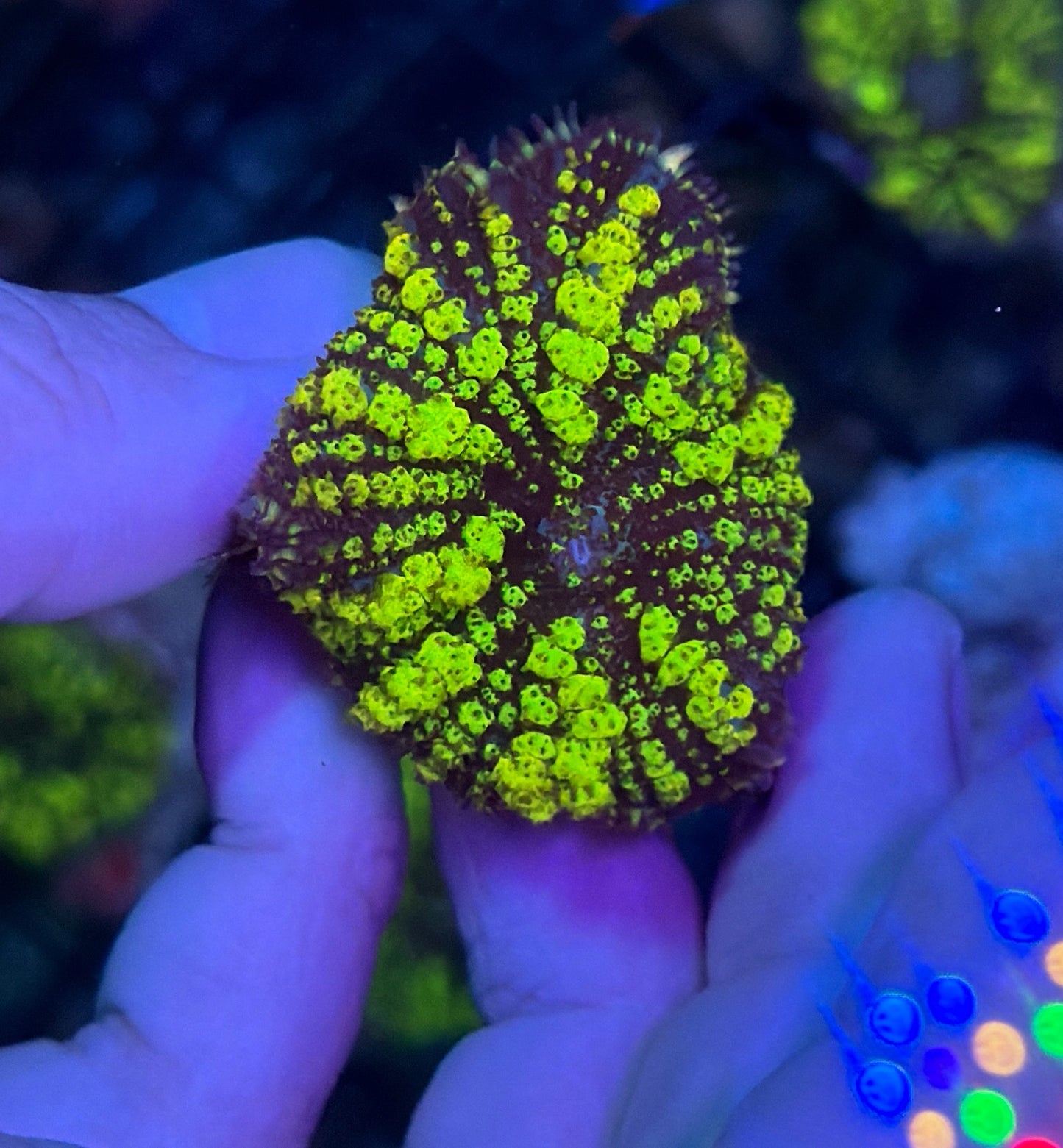Green Bounce mushroom