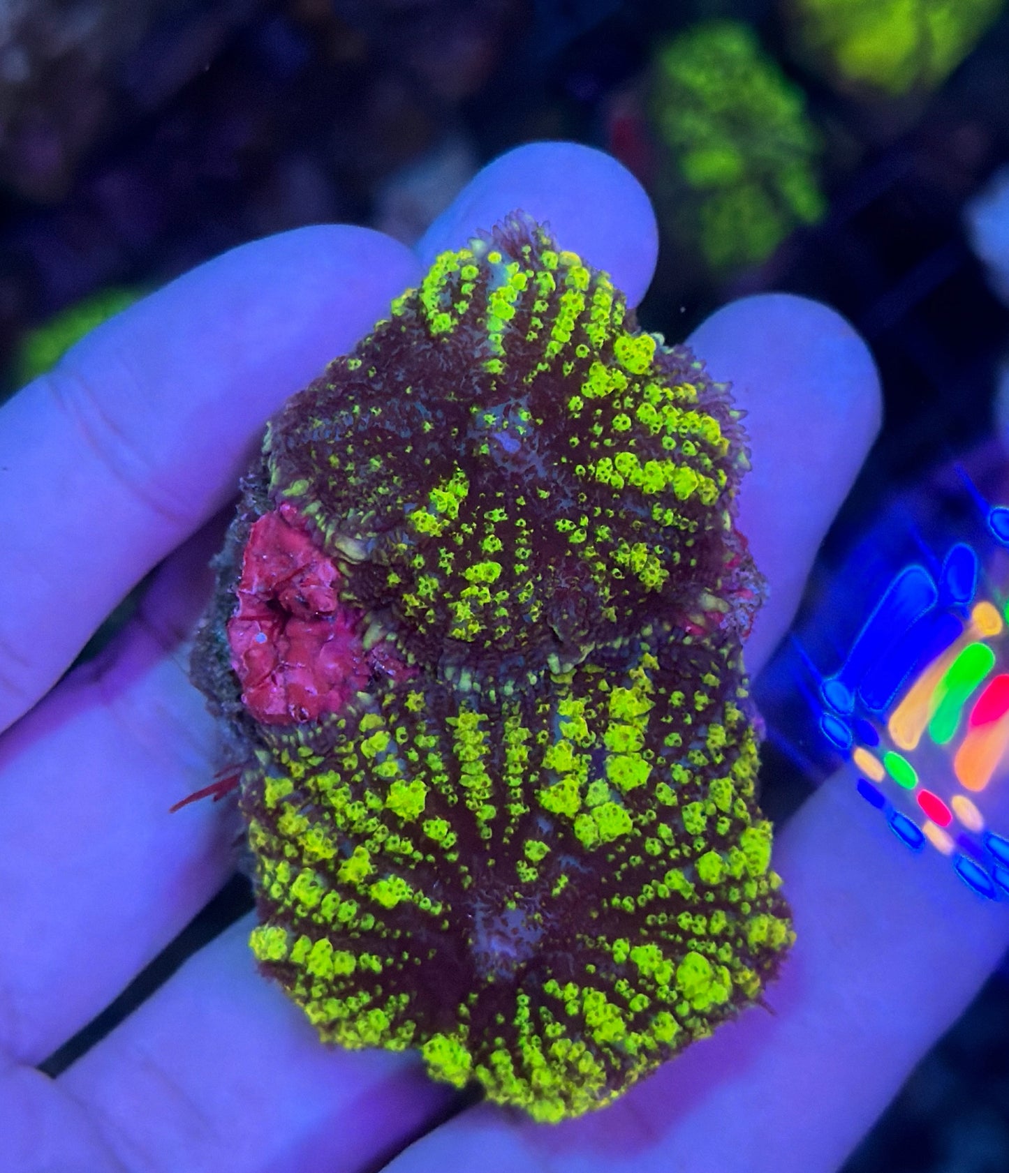 Green Bounce mushroom double