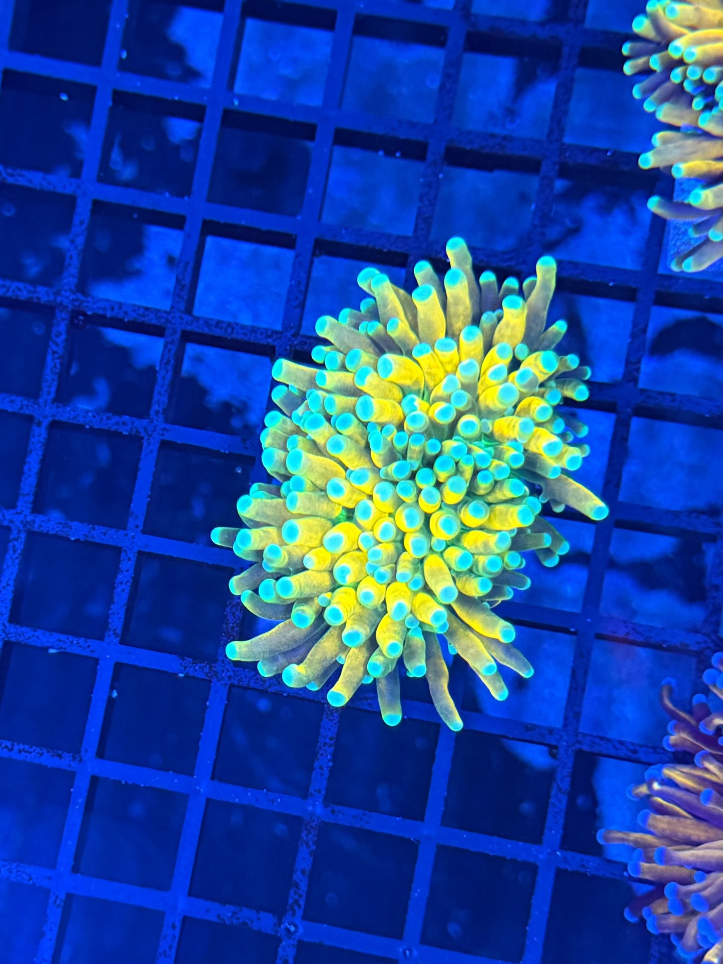 Reverse banana