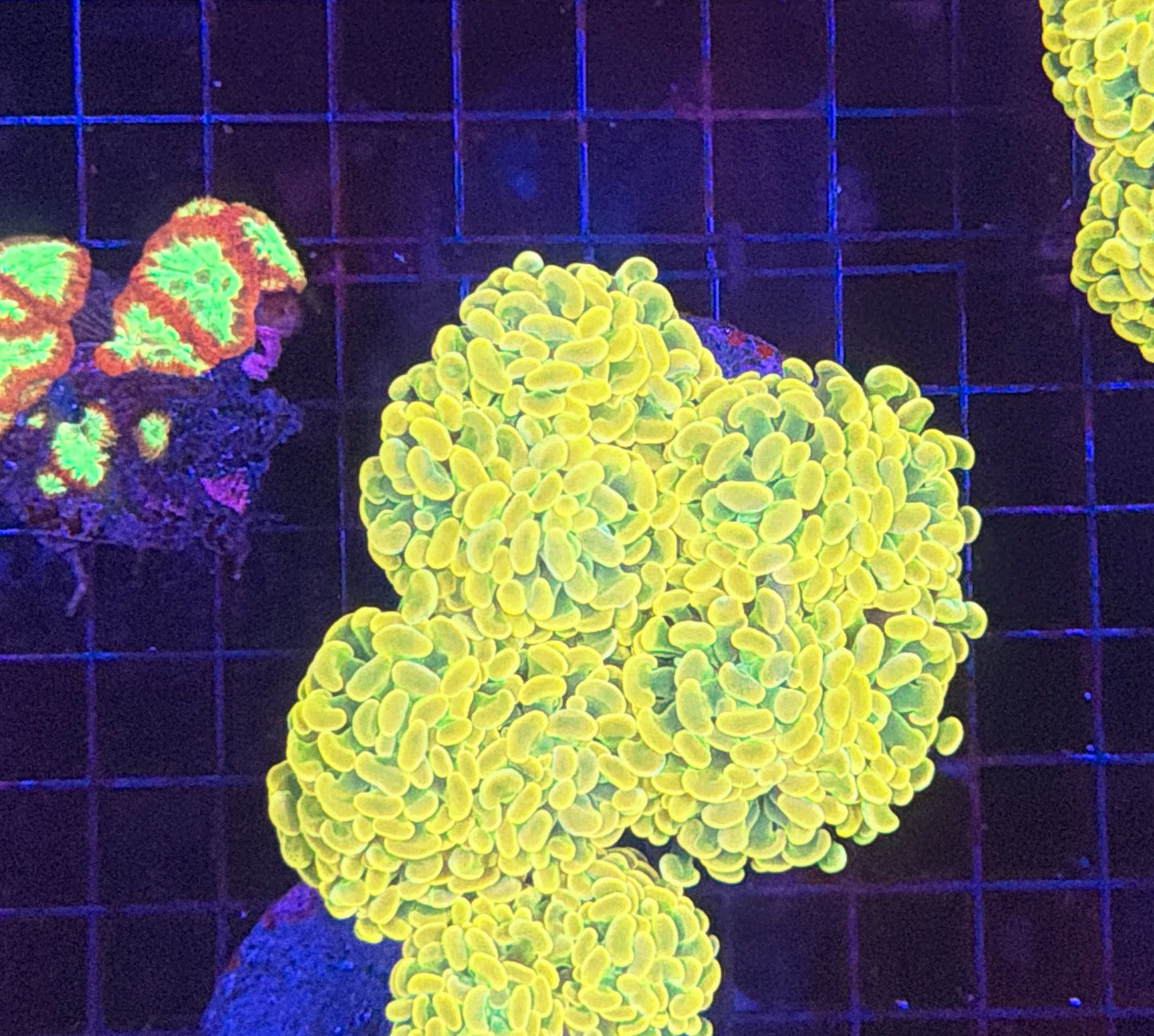 Willy wonka hammer colony 5-6 heads at least