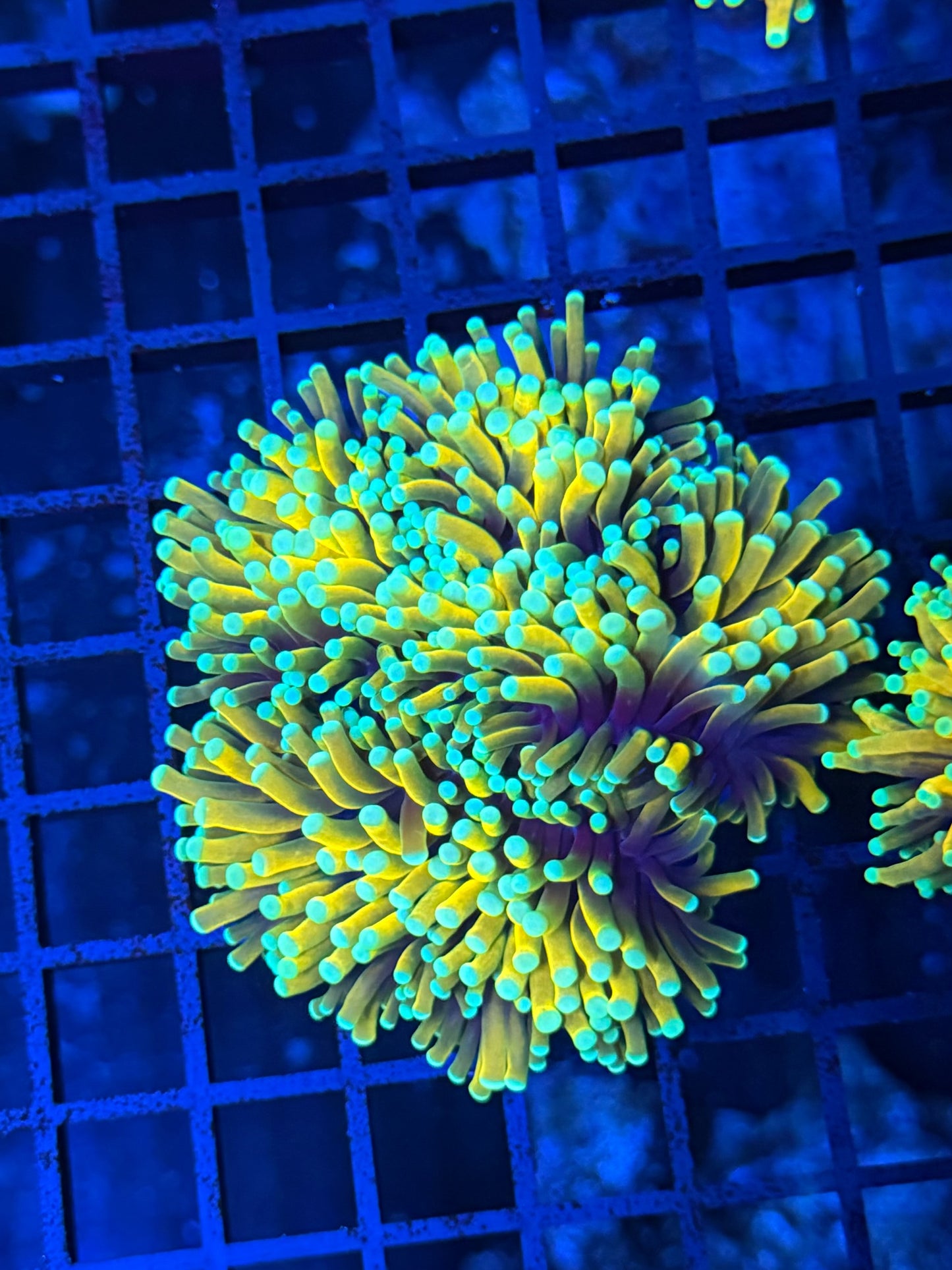 Asian banana XL (may not able to frag singles)