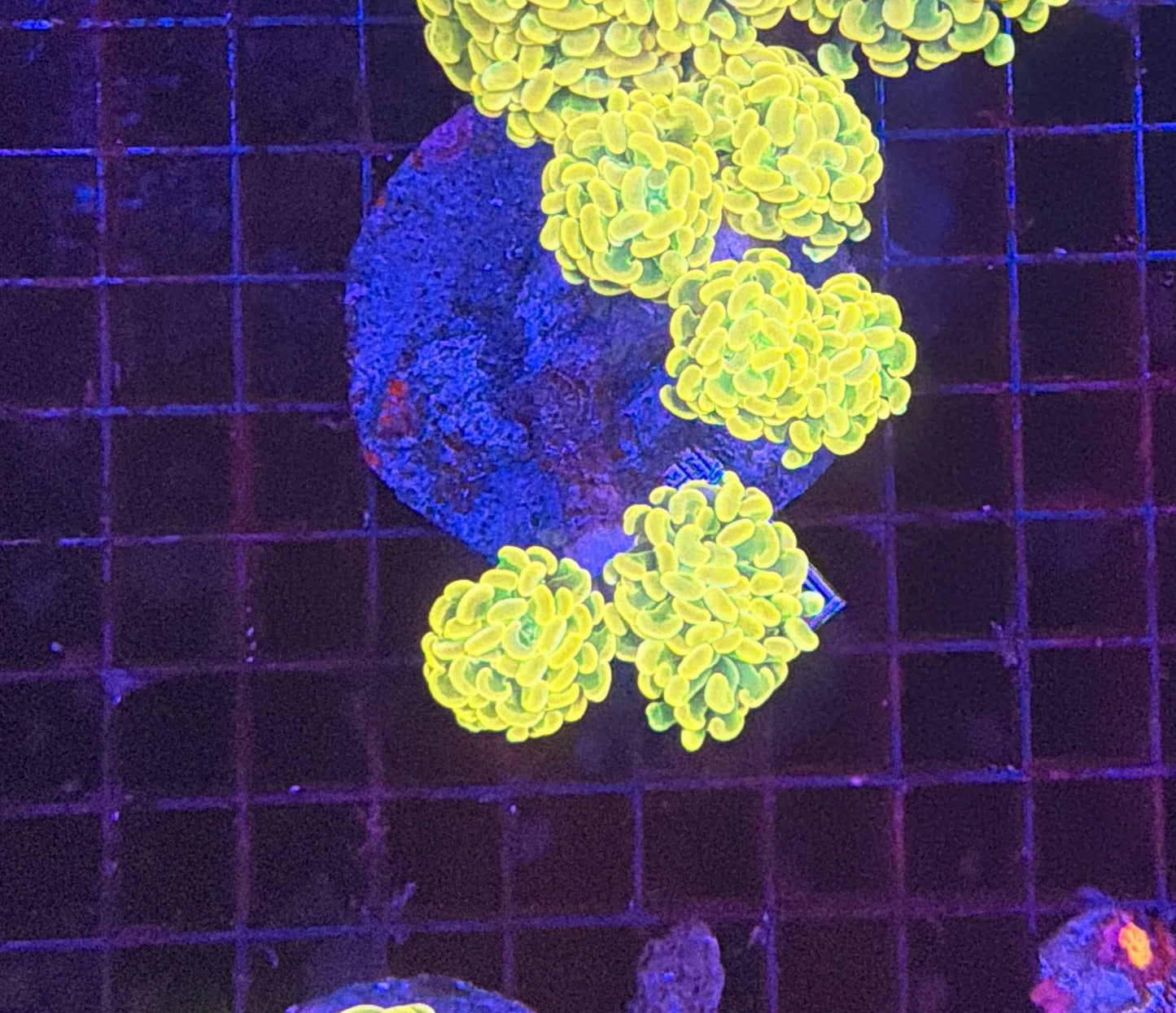 Willy wonka hammer colony 5-6 heads at least