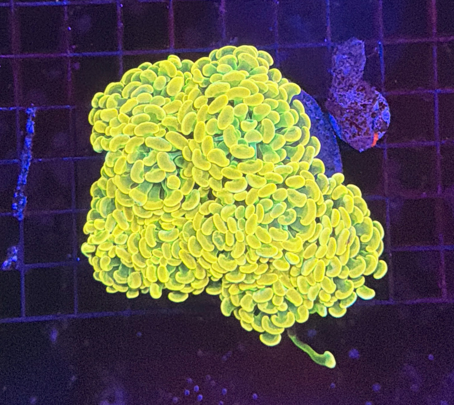 Willy wonka hammer colony 5-6 heads at least