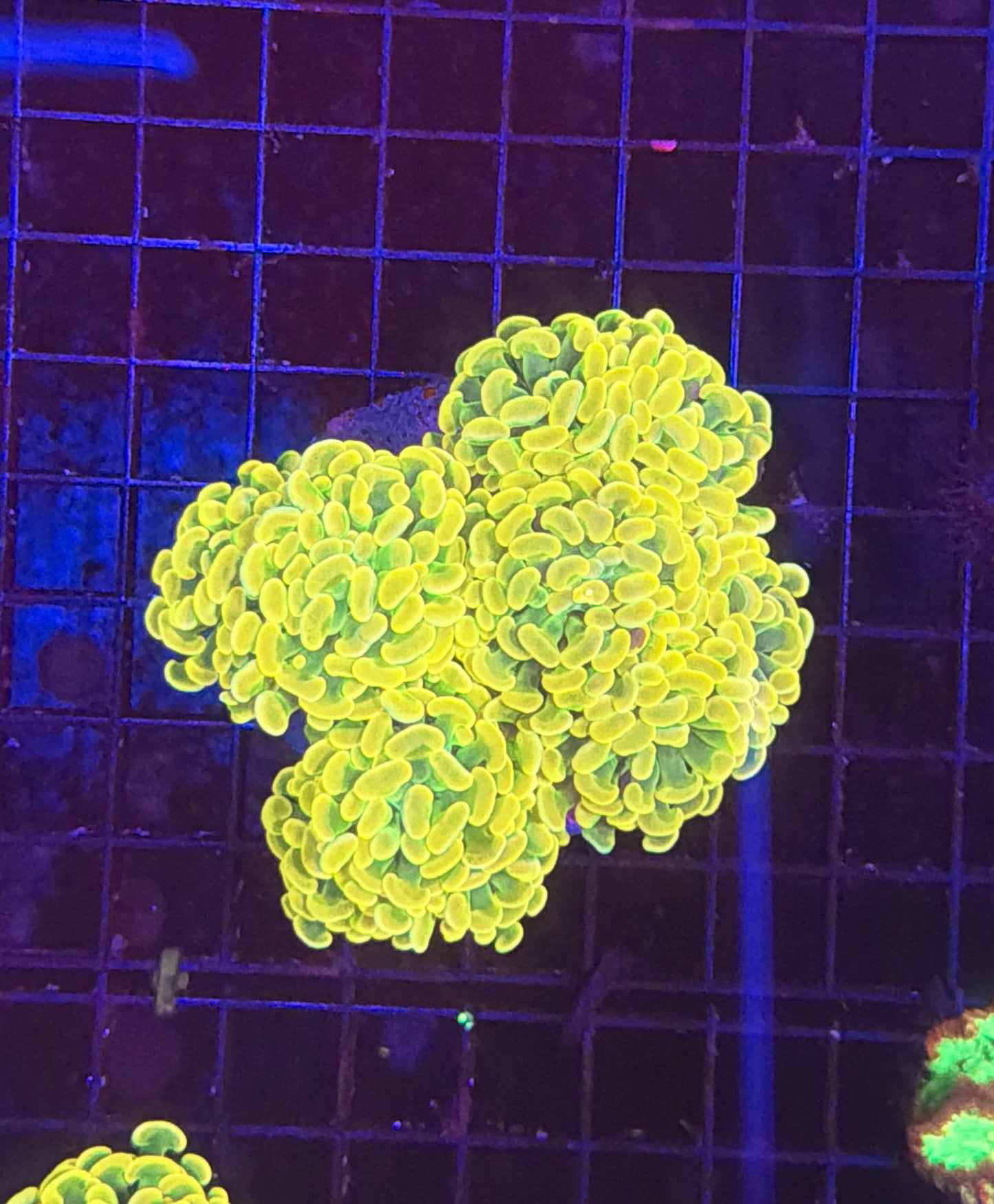 Willy wonka hammer colony 5-6 heads at least