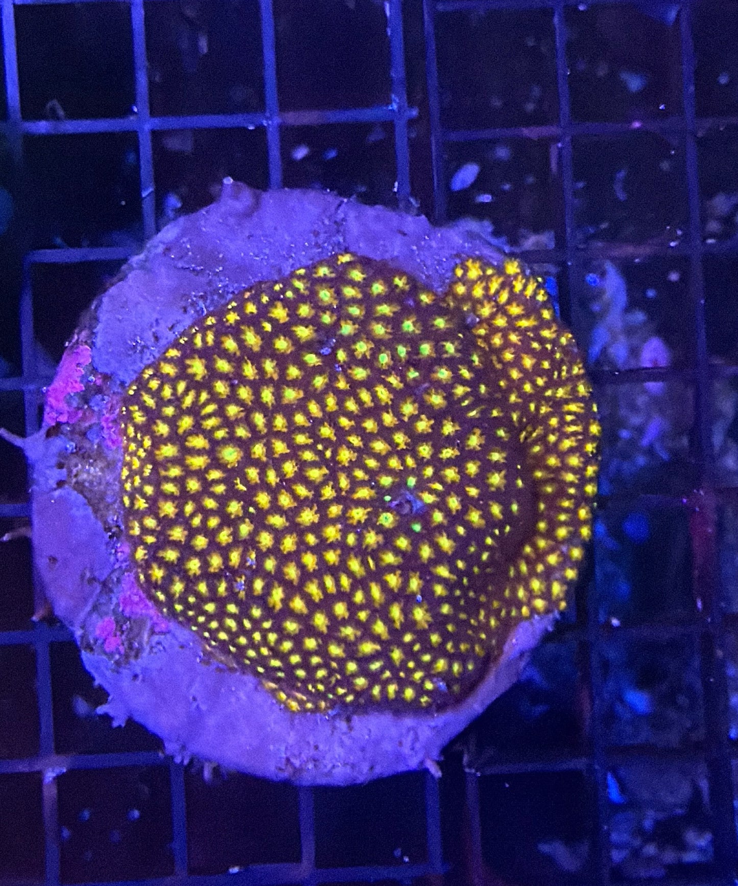 cyphastrea coral
