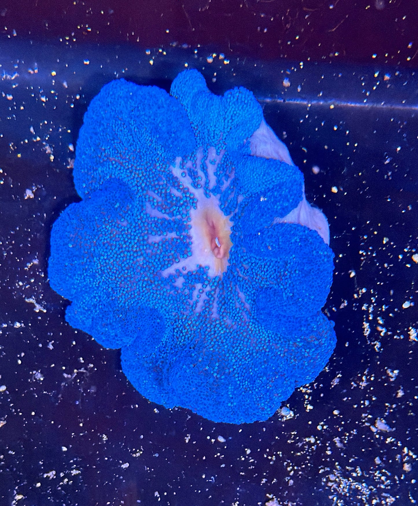 Blue carpet