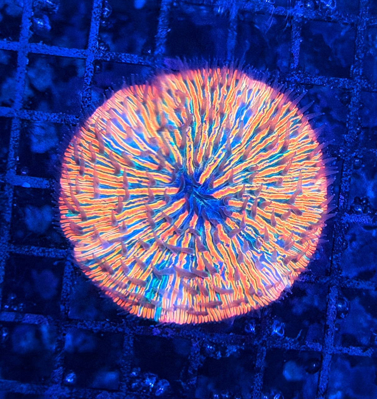 Rainbow plate