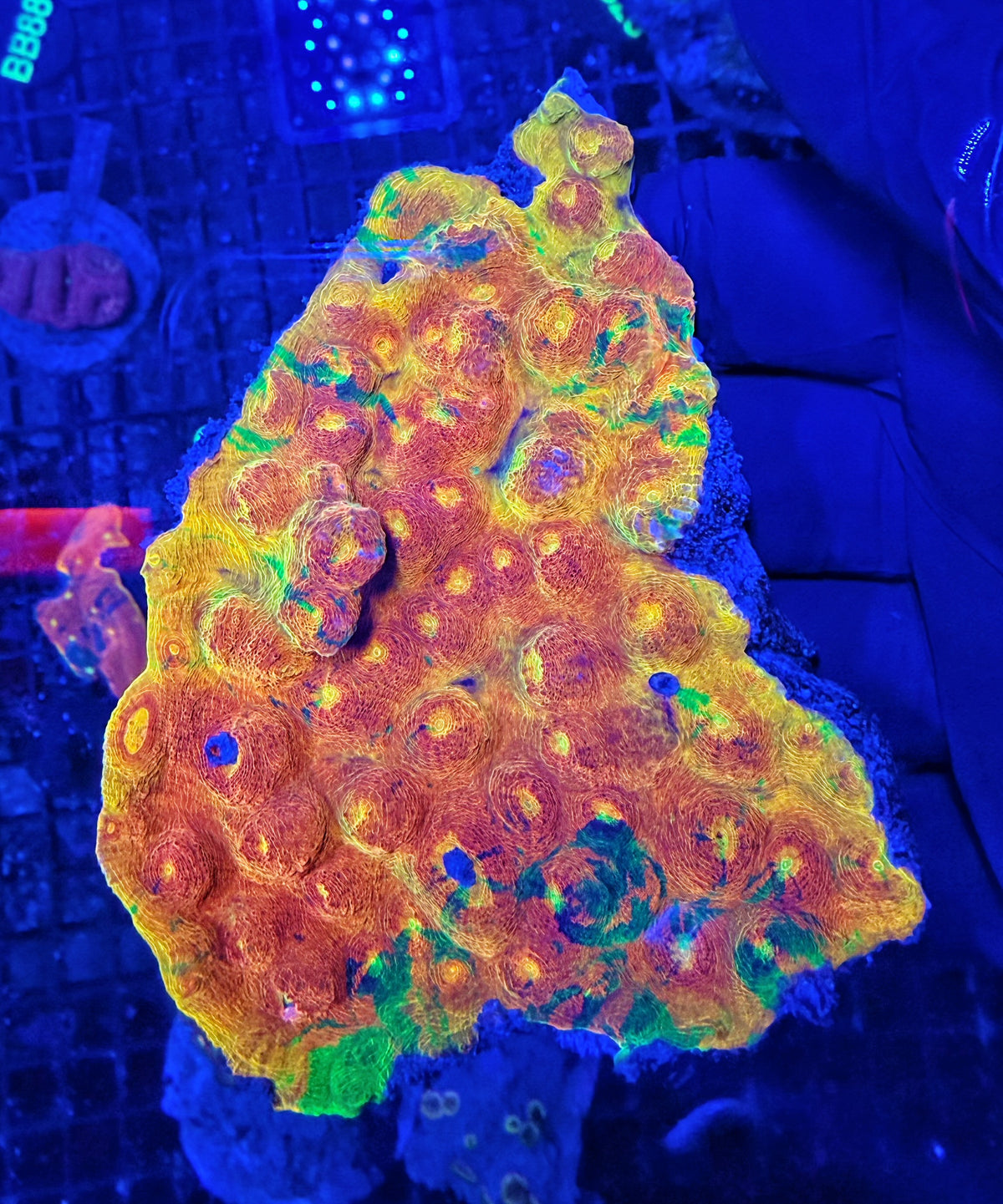 Dynamite chalice colony