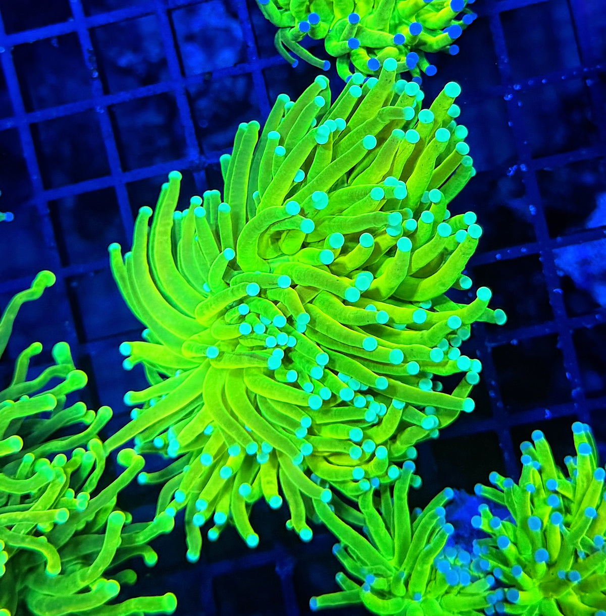 Teal tip master Large