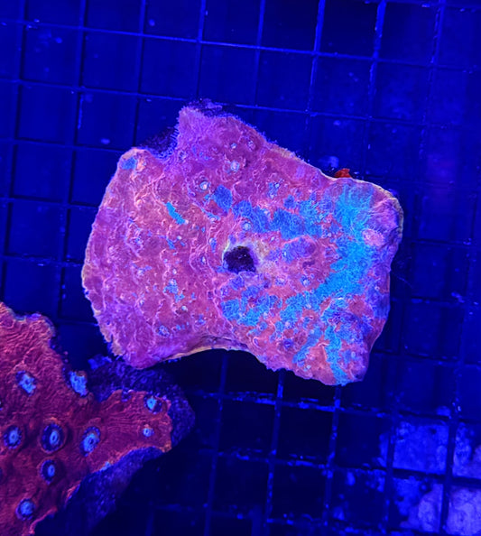 Rainbow chalice