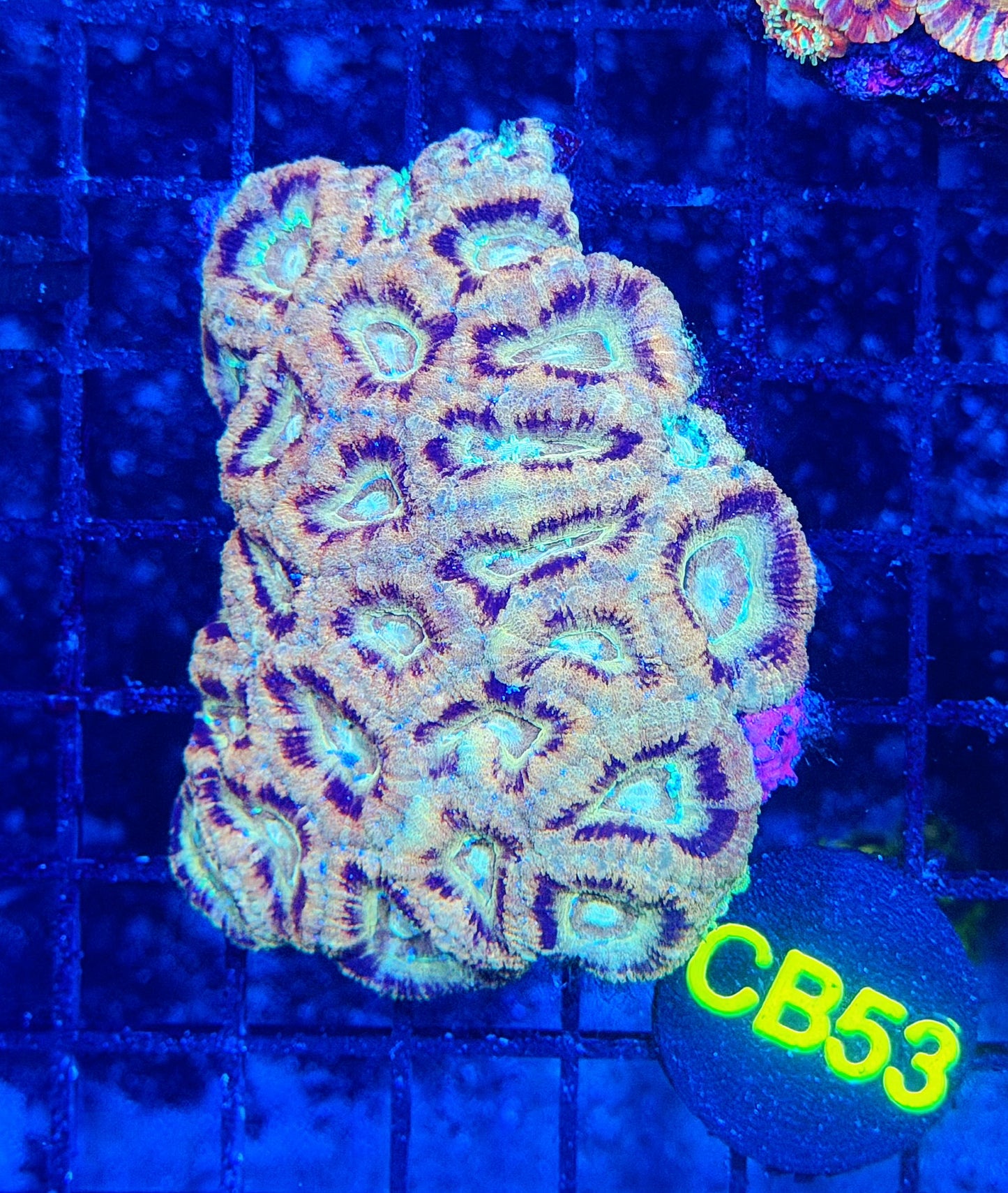 Asian acan L