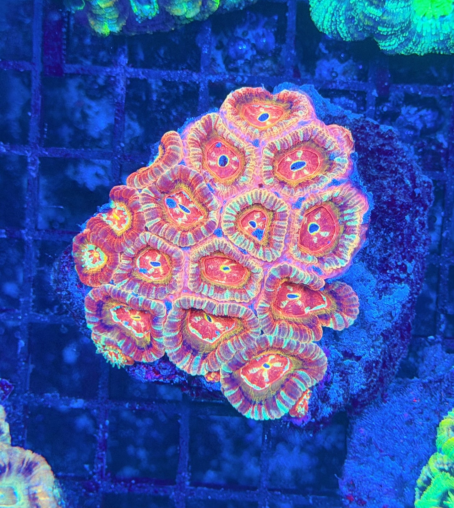 Asian acan L