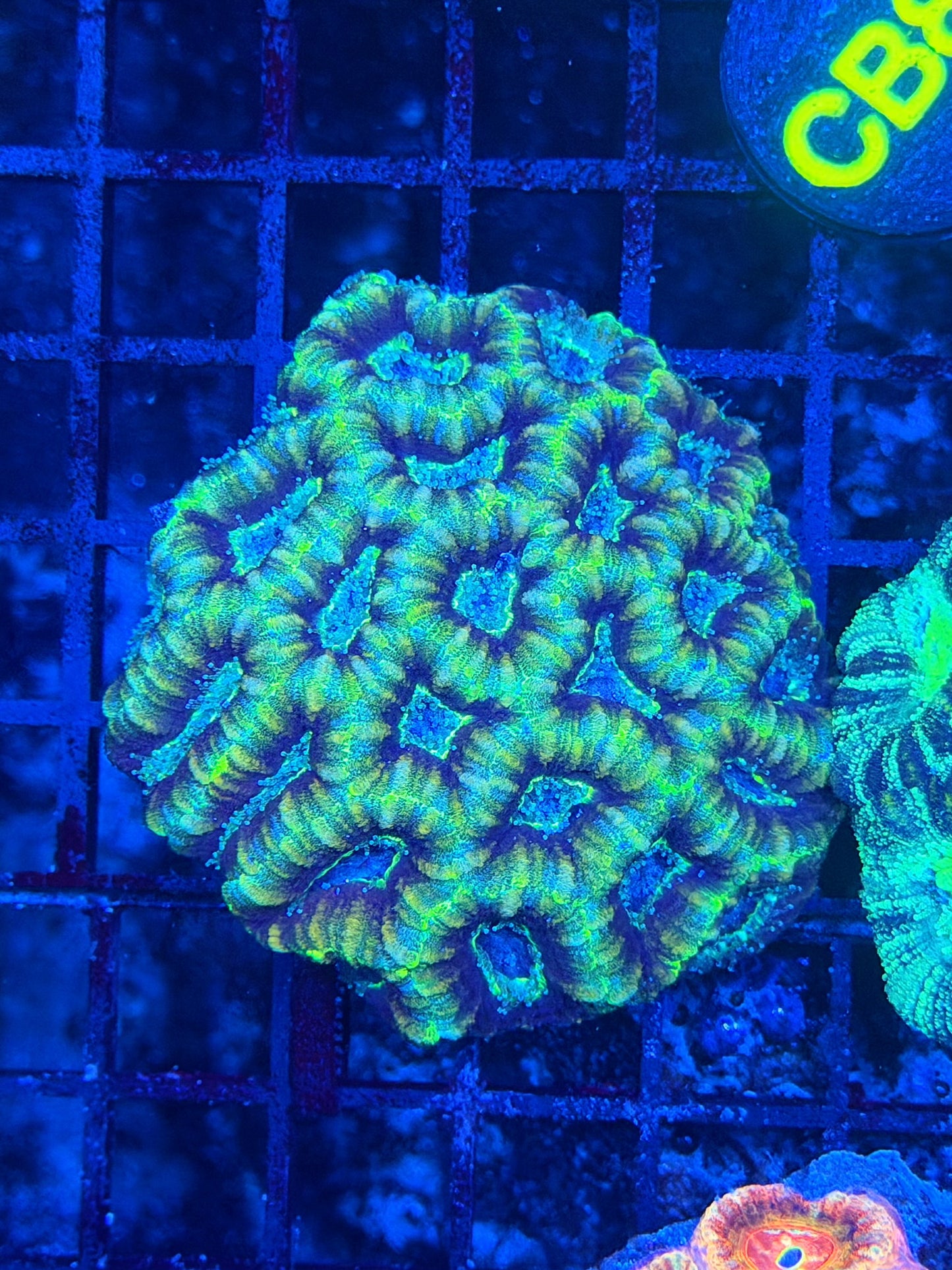 Asian acan L