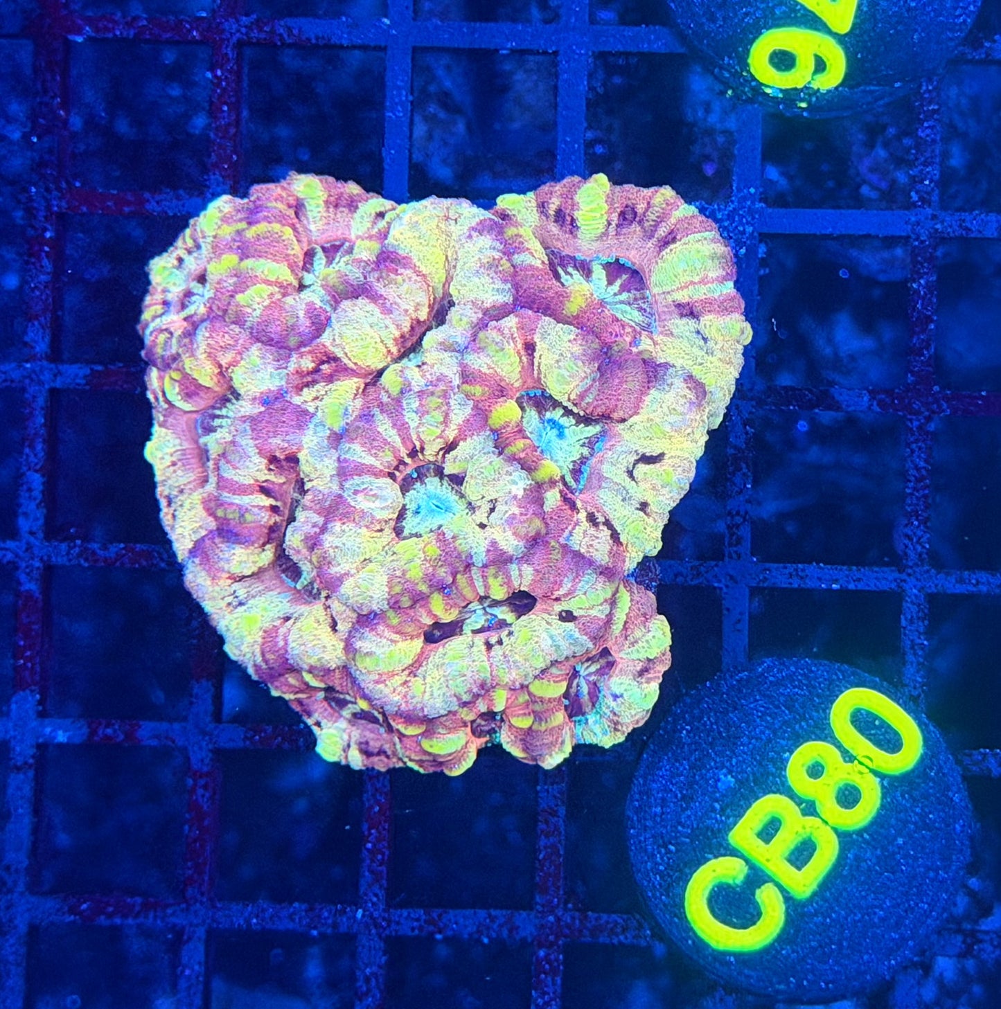 ultra SP Asian acan