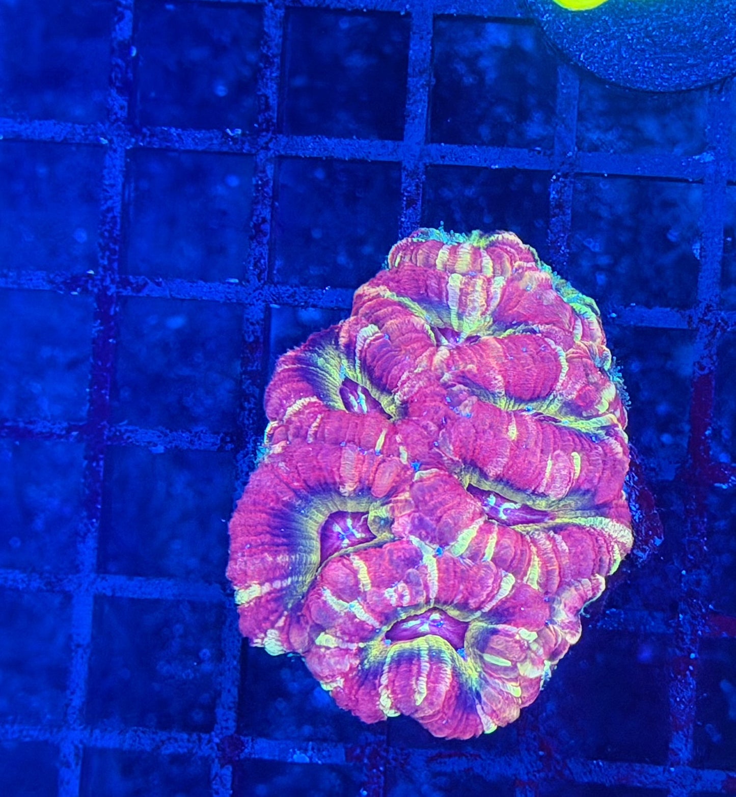 Asian acan S