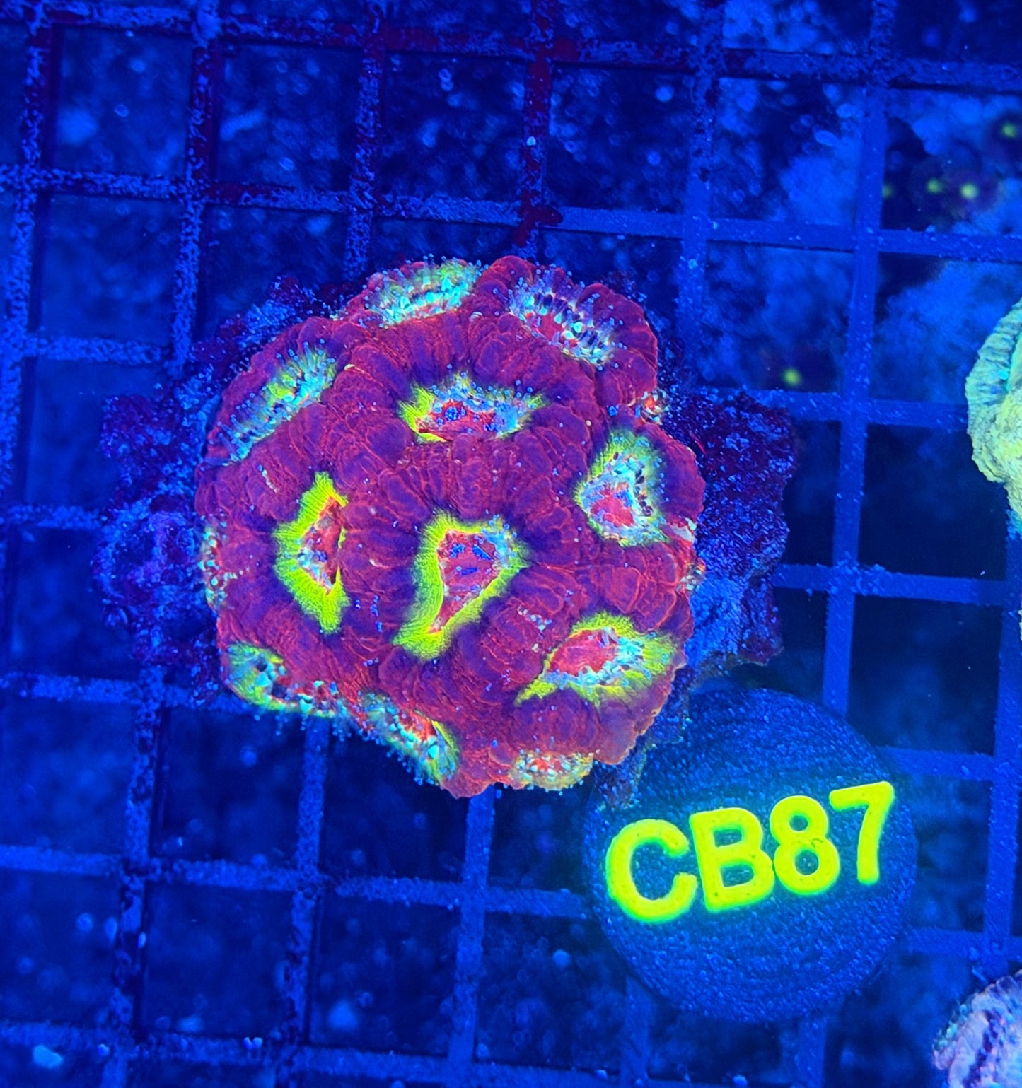 Asian acan S