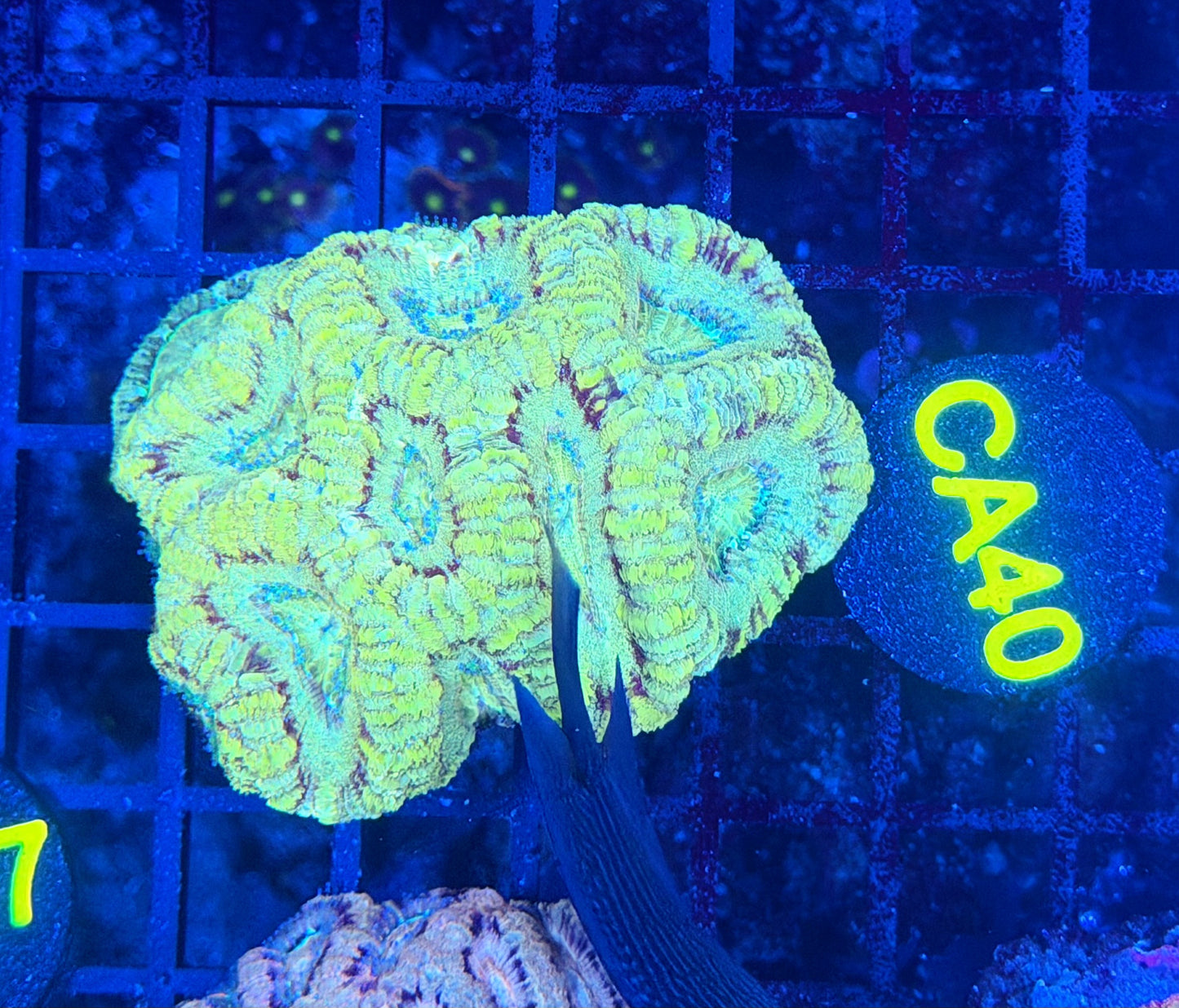Asian acan S