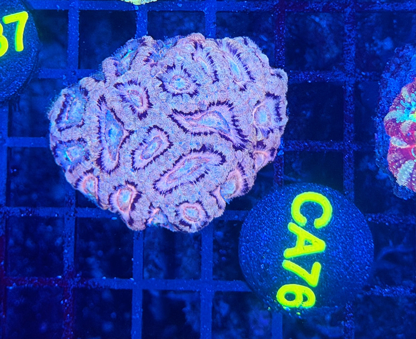 Asian acan M