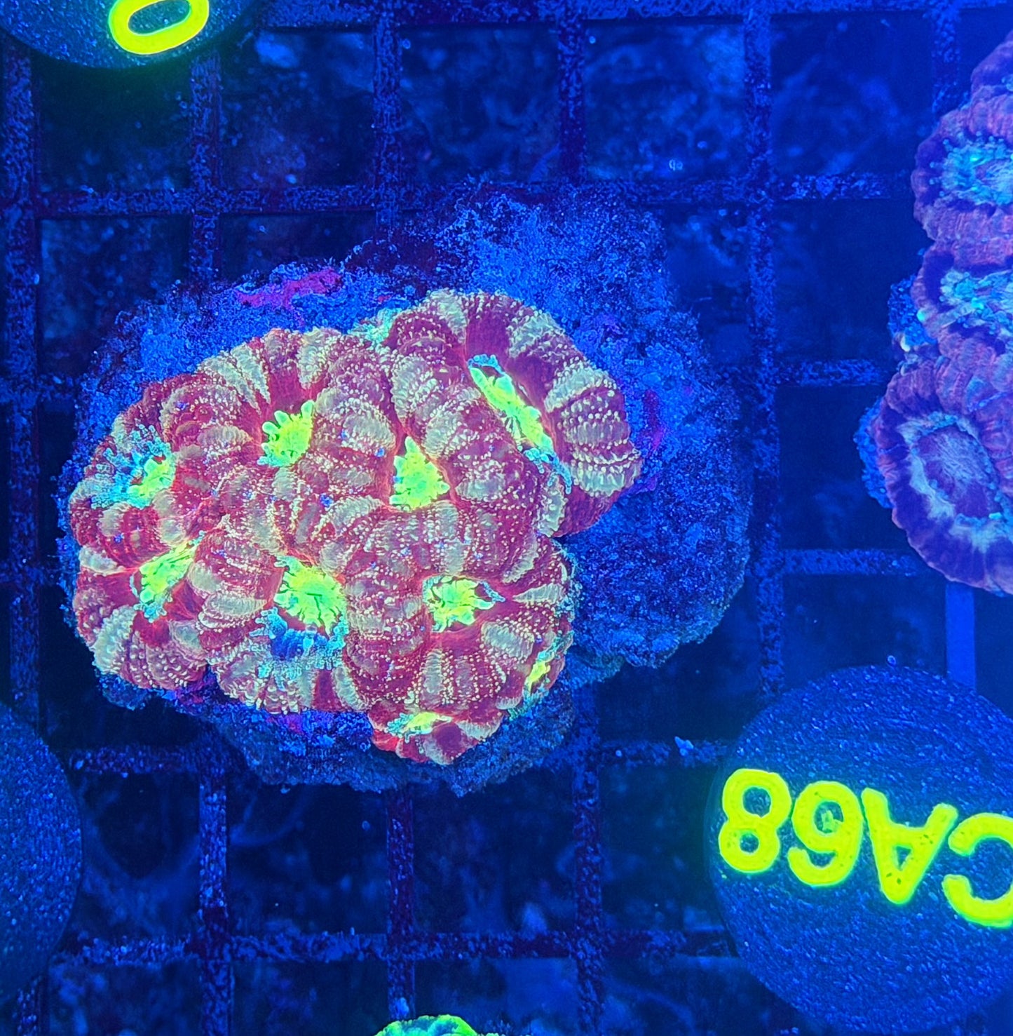 Asian acan S