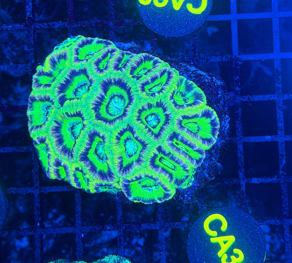 Asian acan L