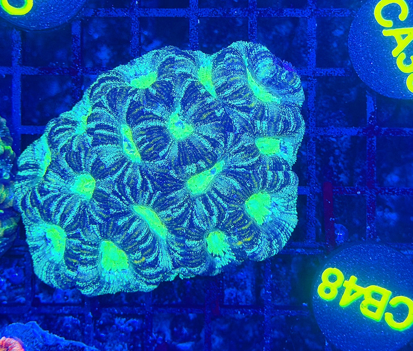 Asian acan M