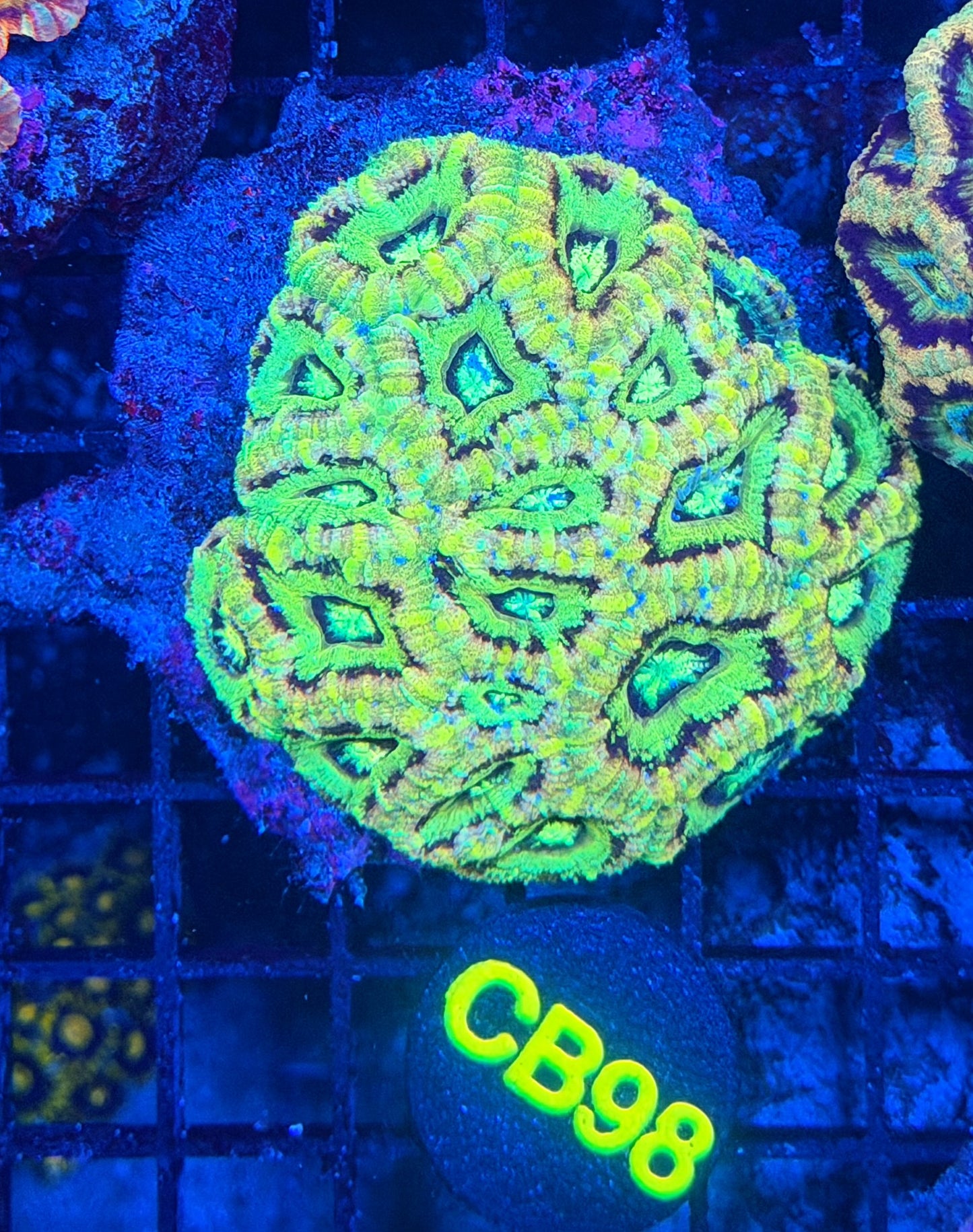 Asian acan L