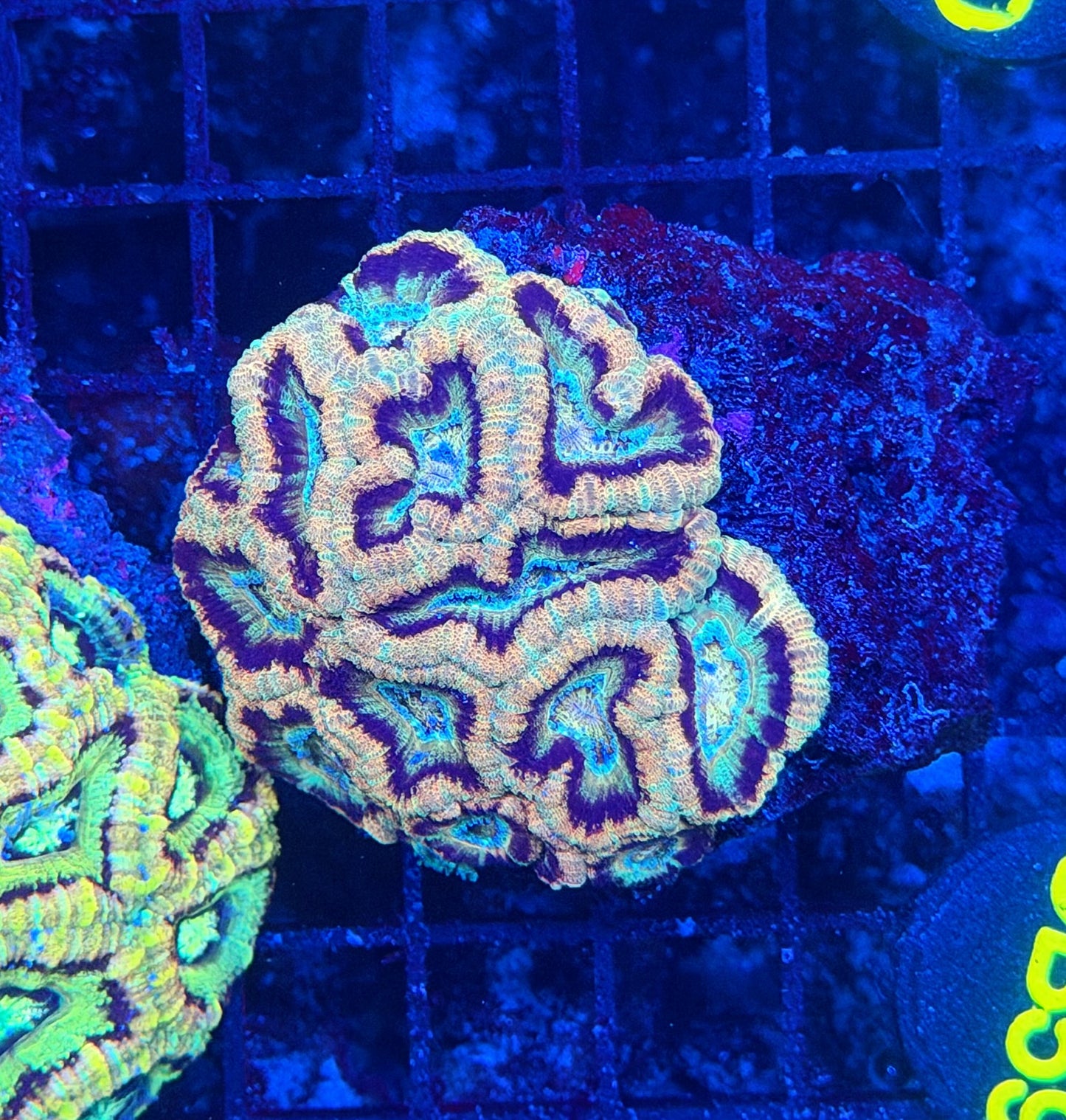 Asian acan M