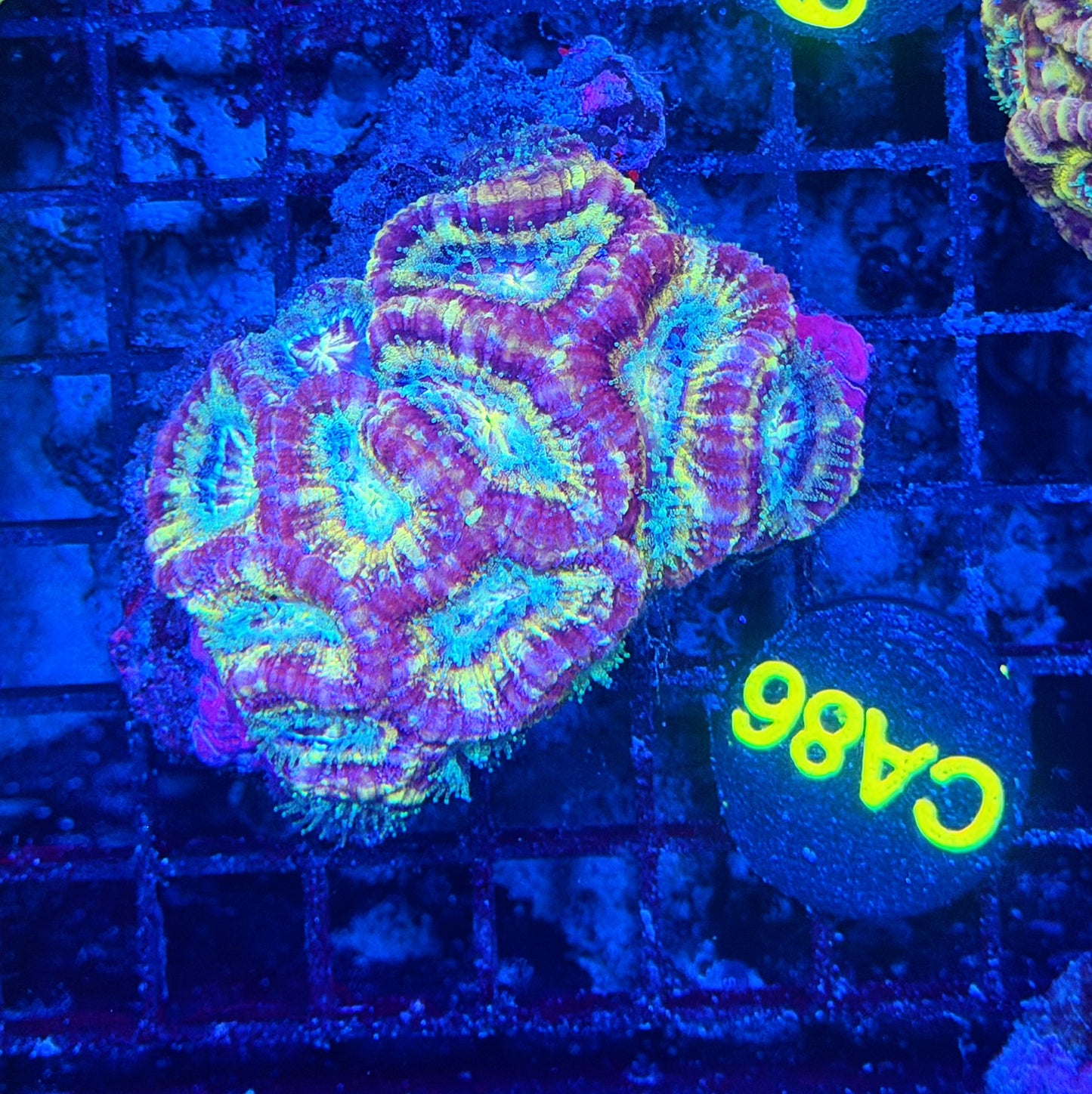 Asian acan S