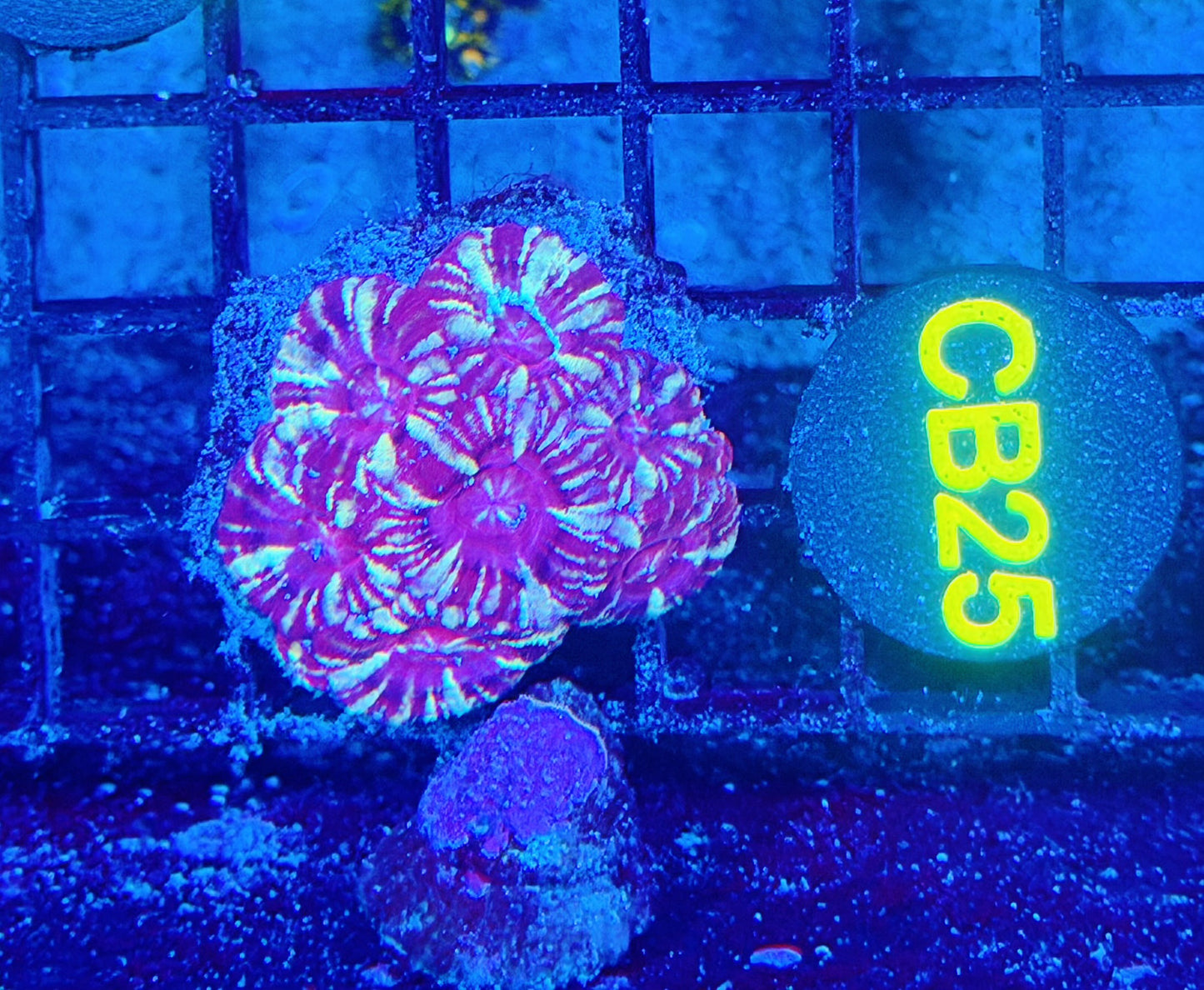 Asian acan S