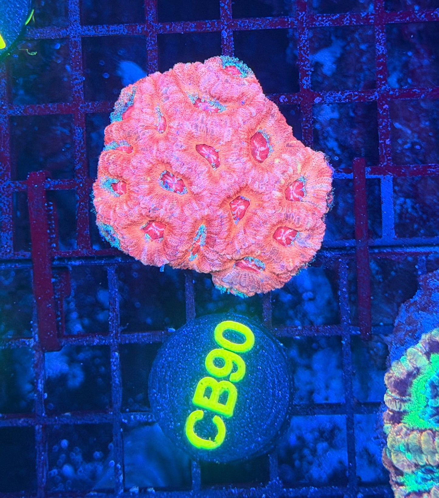 Asian acan M