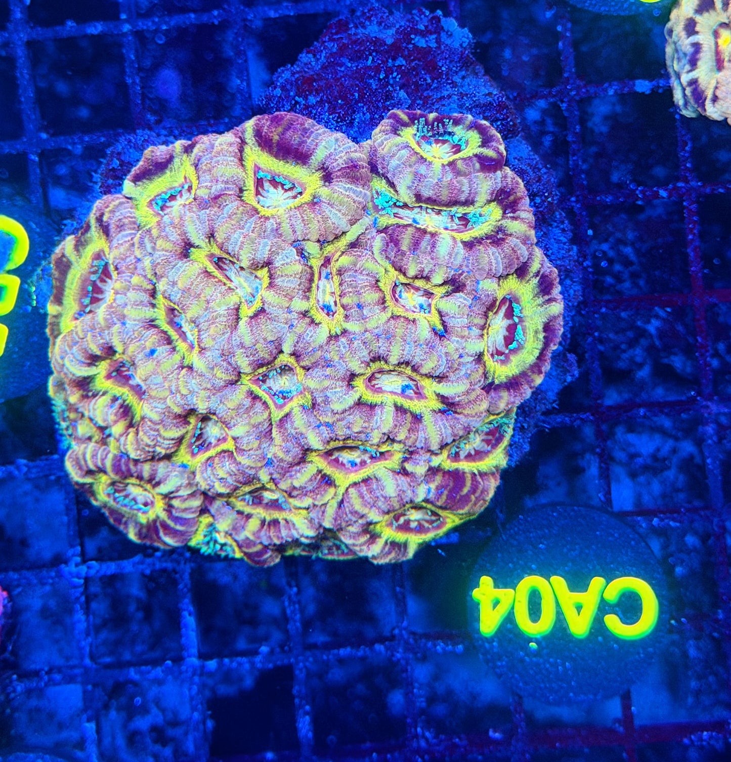 Asian acan L