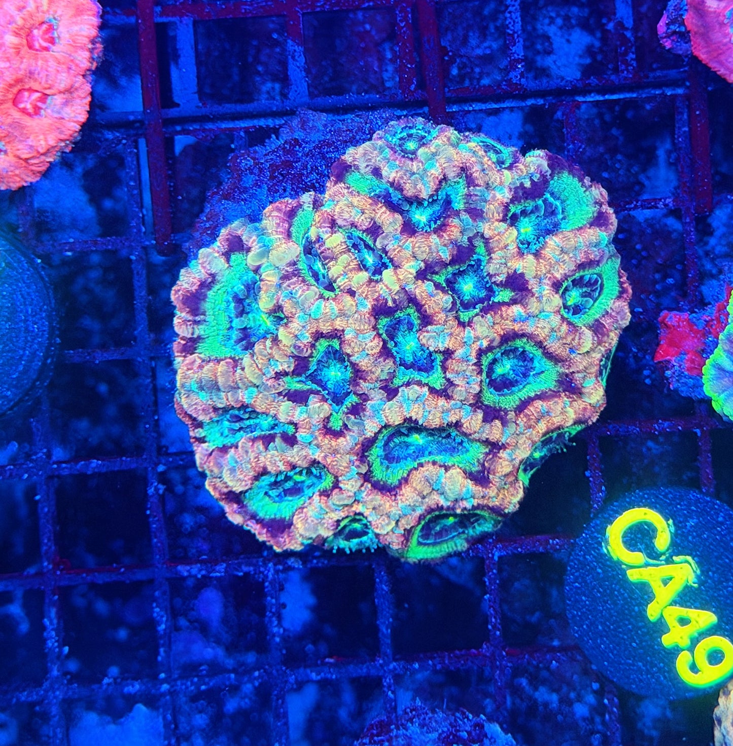 Asian acan M