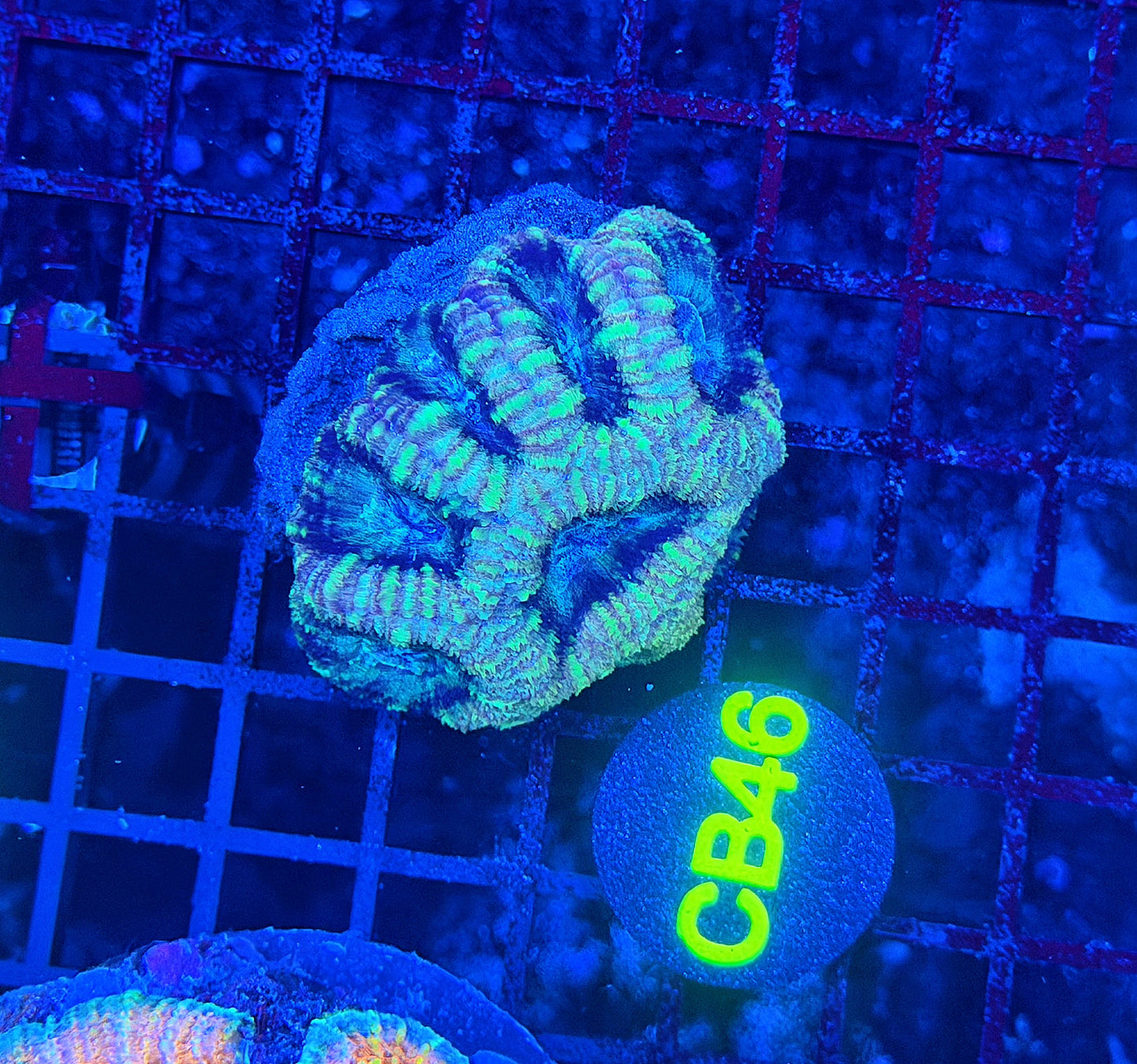Asian acan S