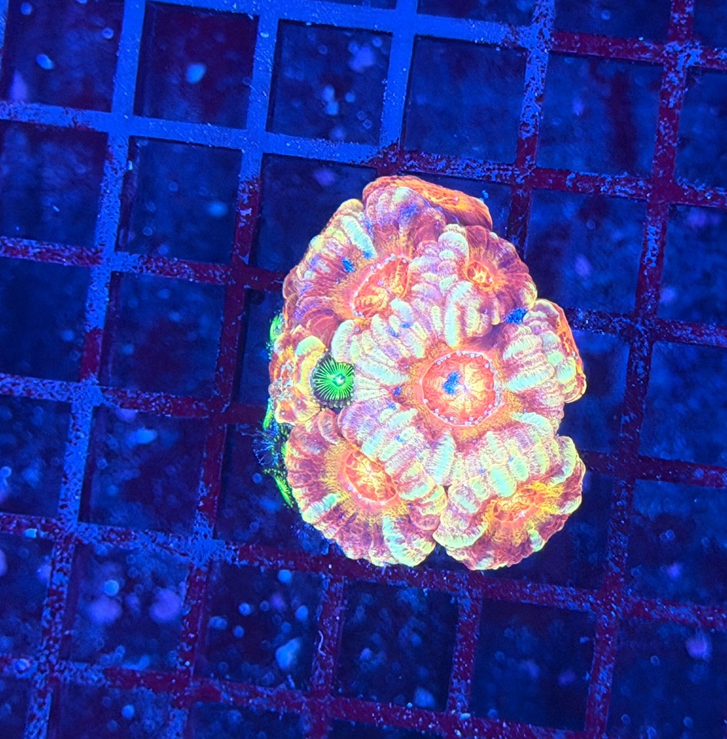 Asian acan S
