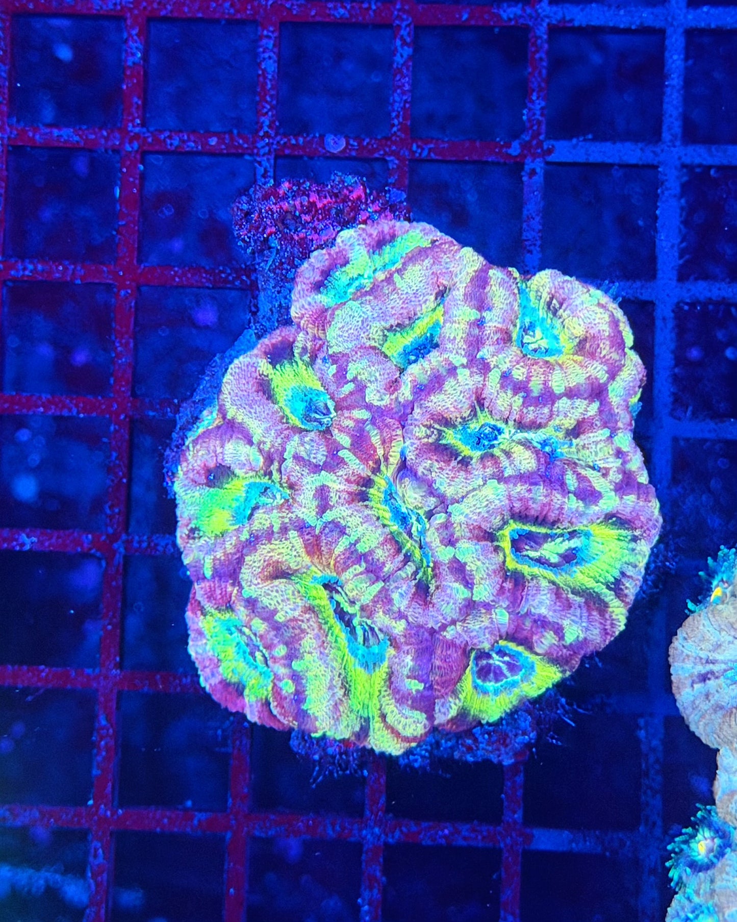 Asian acan M